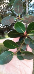 Sideroxylon inerme inerme