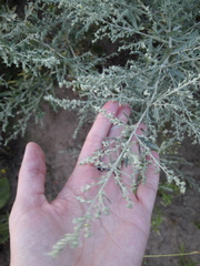 Artemisia absinthium