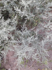 Artemisia absinthium