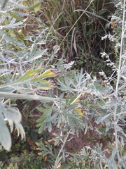 Artemisia absinthium