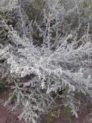 Artemisia absinthium