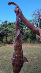 Bluespotted Bambooshark photo 3