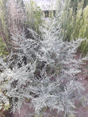 Artemisia absinthium