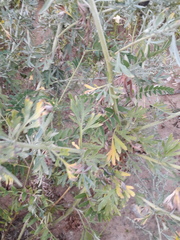 Artemisia absinthium