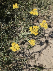 Helichrysum arenarium