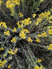 Helichrysum arenarium
