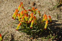 Lachenalia quadricolor