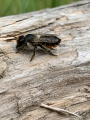 Megachile versicolor