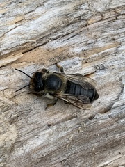 Megachile versicolor