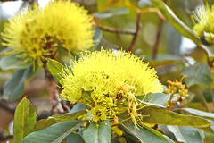 Xanthostemon chrysanthus
