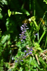 Scutellaria playfairii