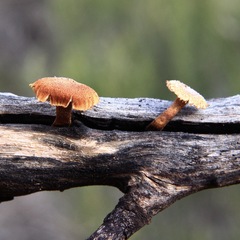 Gloeophyllaceae