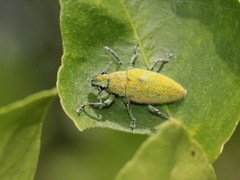 Hypomeces pulviger