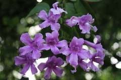 Bignonia diversifolia