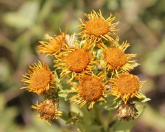 Pentanema spiraeifolium