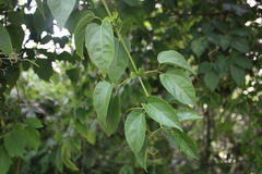 Bignonia diversifolia