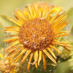 Pentanema spiraeifolium