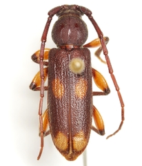 Tylonotus bimaculatus