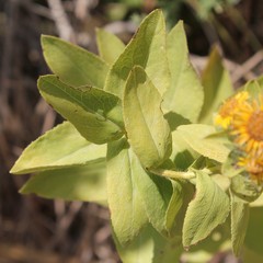 Pentanema spiraeifolium