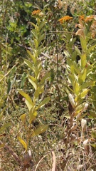 Pentanema spiraeifolium