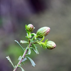 Olearia magniflora