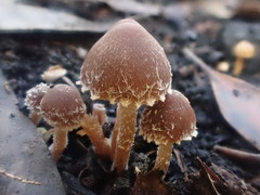 Psathyrella pennata