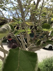 Broussonetia papyrifera