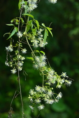 Clematis tamurae