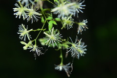 Clematis tamurae