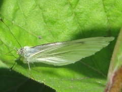 Pieris napi