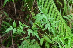 Clematis tamurae