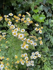 Tanacetum parthenium