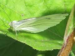 Pieris napi