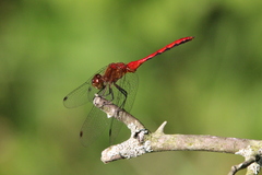 Sympetrum