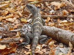 Ctenosaura similis