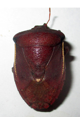 Basicryptus costalis
