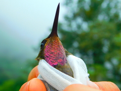 Lampornis amethystinus