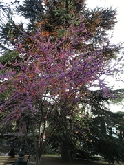 Cercis siliquastrum