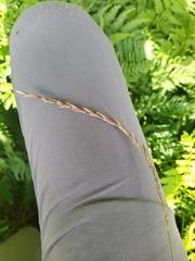 Elymus caninus