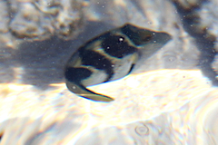 Paraluteres prionurus