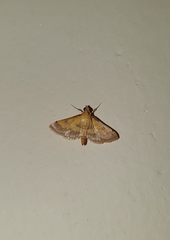 Ischnurges luteomarginalis