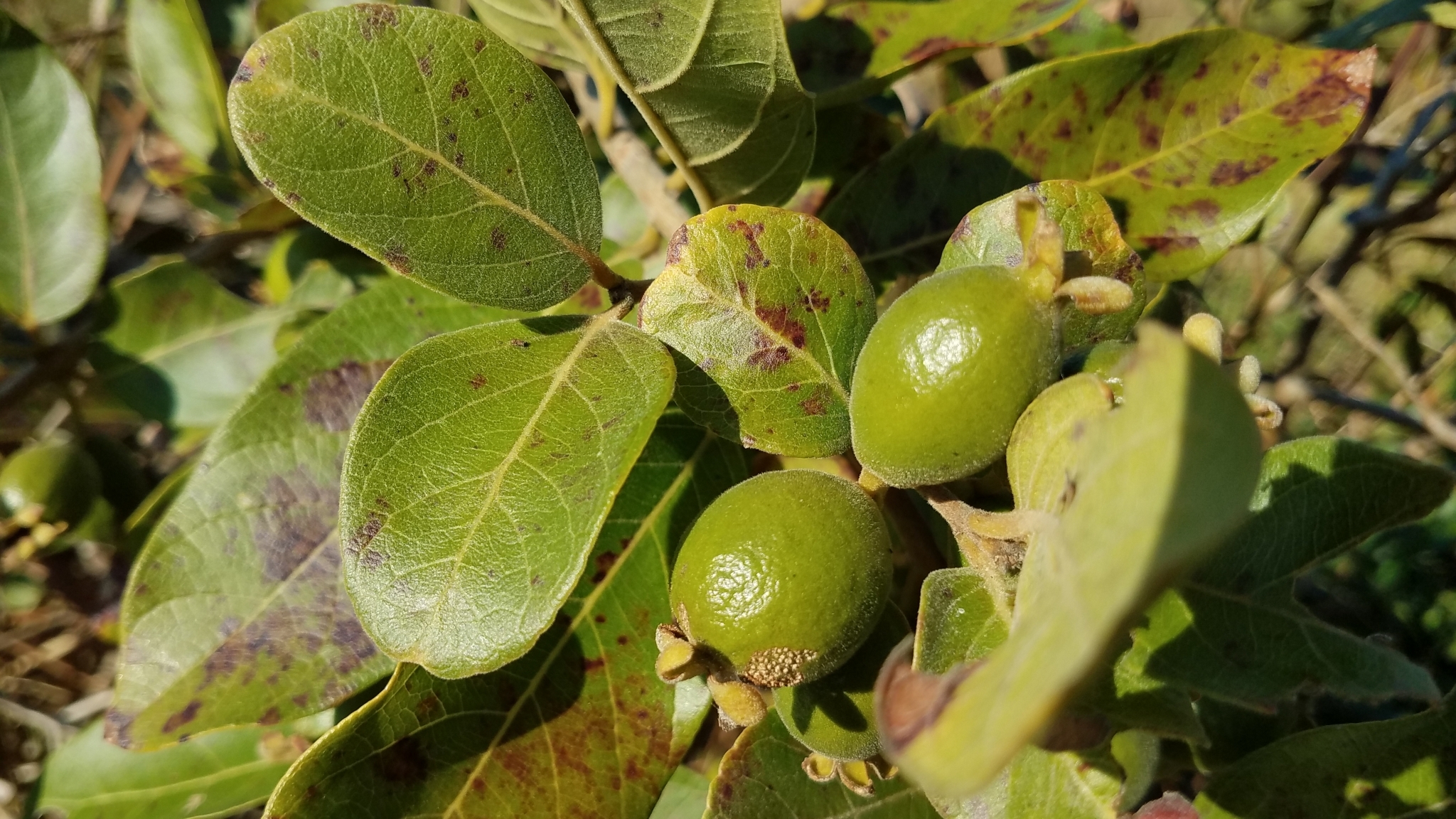 Psidium guineense