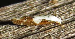 Mompha circumscriptella