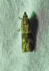 Moodna ostrinella