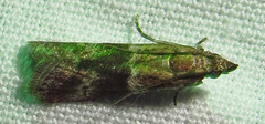 Moodna ostrinella