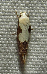 Mompha circumscriptella