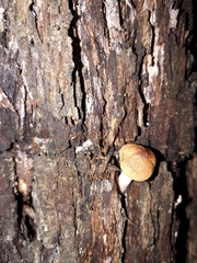Gymnopilus eucalyptorum
