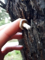 Gymnopilus eucalyptorum