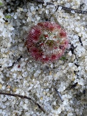 Drosera micrantha