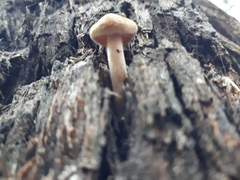 Gymnopilus eucalyptorum